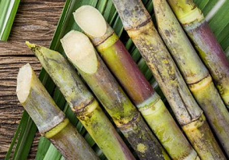 Milling sugar cane